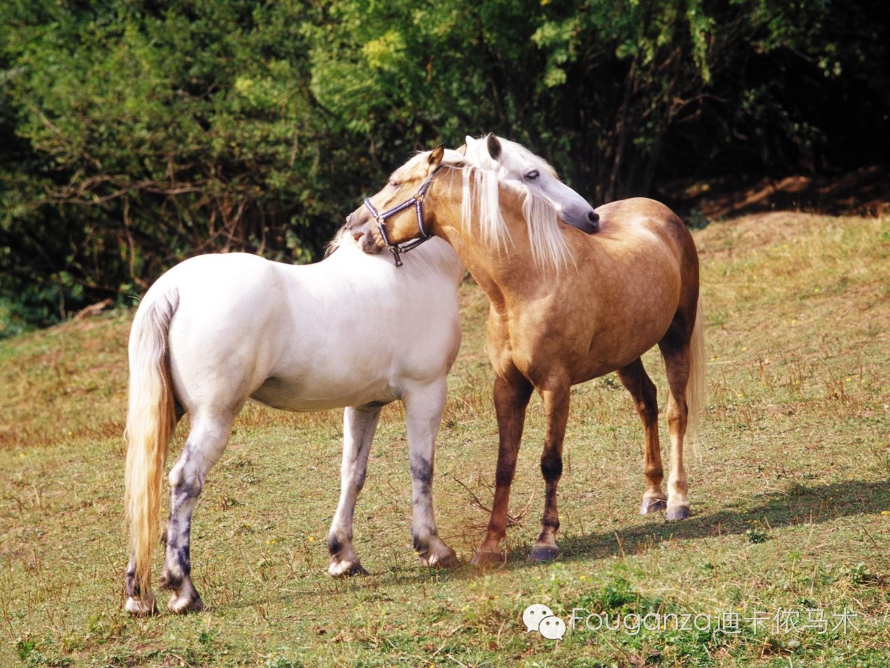 Zoom動物馬，未來技術(shù)與自然之美的創(chuàng)新結(jié)合